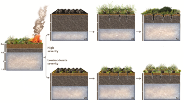 Graphic of how wildfires change the soil of the Alaskan Tundra