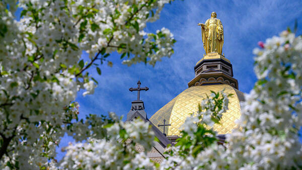 The golden dome surrounded by trees with white blossoms.