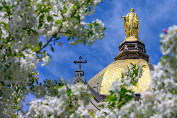 The golden dome surrounded by trees with white blossoms.