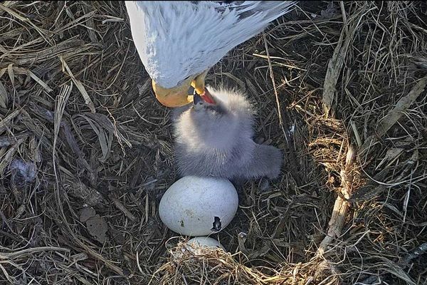 Baby Eaglet Feeding 2020 Feature