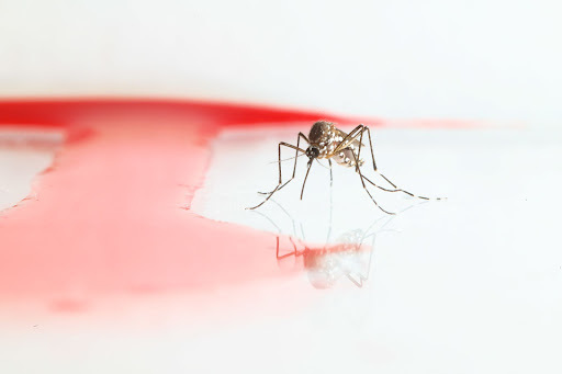 Mosquito In The Achee Grieco Lab