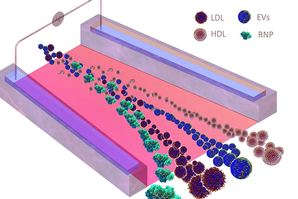 Reprinted with permission from Sharma, Himani, Vivek Yadav, Crislyn D’Souza-Schorey, David B. Go, Satyajyoti Senapati, and Hsueh-Chia Chang. "A Scalable High-Throughput Isoelectric Fractionation Platform for Extracellular Nanocarriers: Comprehensive and Bias-Free Isolation of Ribonucleoproteins from Plasma, Urine, and Saliva." ACSnano 17, no. 10 (2023): 9388-9404. Copyright 2023 American Chemical Society.