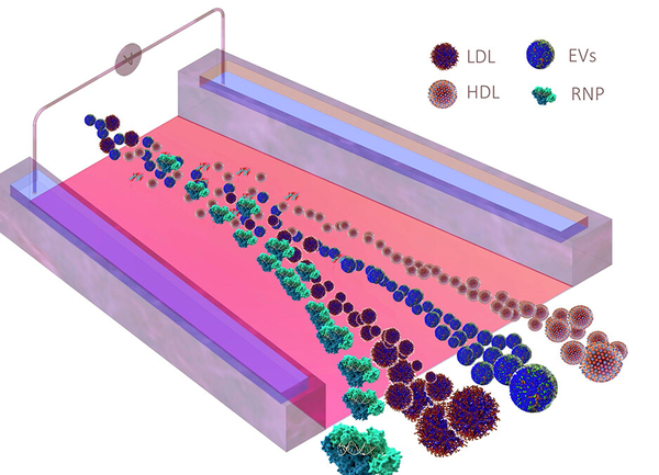 Reprinted with permission from Sharma, Himani, Vivek Yadav, Crislyn D’Souza-Schorey, David B. Go, Satyajyoti Senapati, and Hsueh-Chia Chang. "A Scalable High-Throughput Isoelectric Fractionation Platform for Extracellular Nanocarriers: Comprehensive and Bias-Free Isolation of Ribonucleoproteins from Plasma, Urine, and Saliva." ACSnano 17, no. 10 (2023): 9388-9404. Copyright 2023 American Chemical Society.