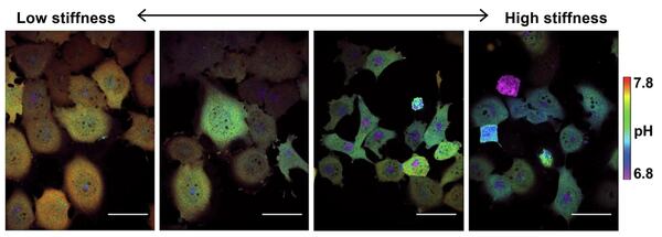 Microscopic cell pH changes from higher (orange/green) at low stiffness to lower (blue/green) at high stiffness, scale 7.8 to 6.8.