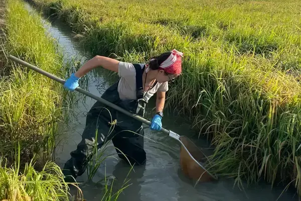 A person in waders and blue gloves uses a long-handled net to collect samples from a shallow waterway in a green field.